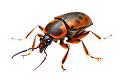 Böcek